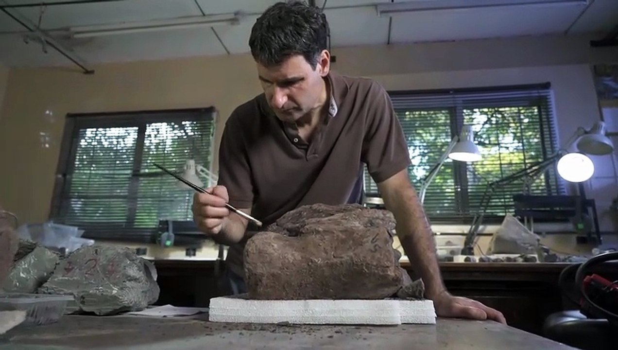 Hallan un sorprendente ancestro de los cocodrilos de hace 70 millones de años