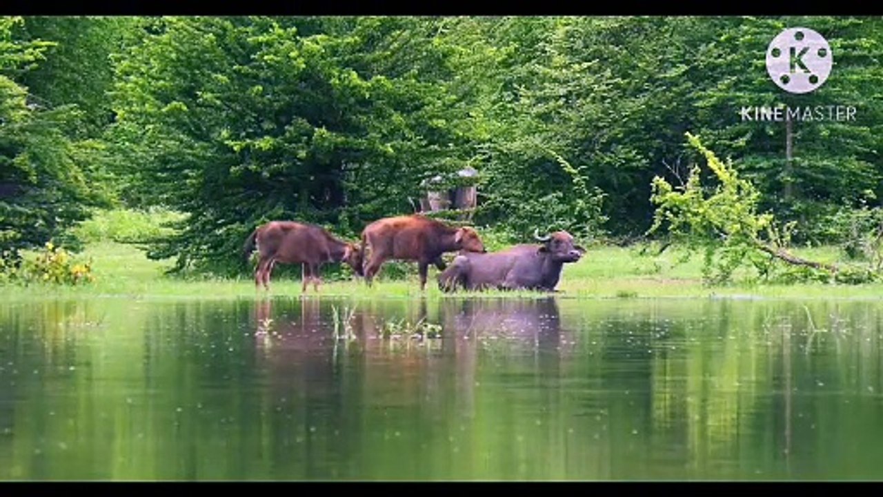 Os animais mais fofos do mundo N•263