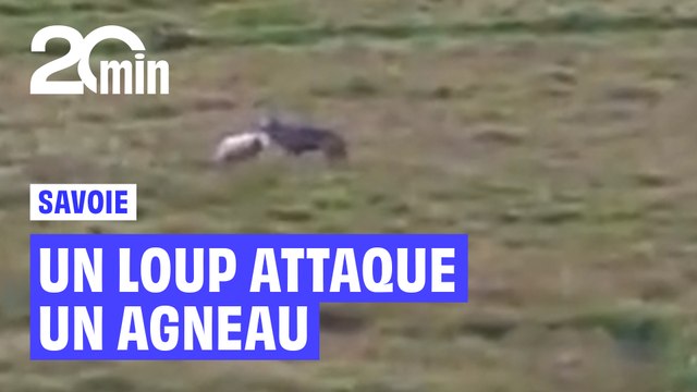 Savoie : Un loup attaque un agneau devant des randonneurs