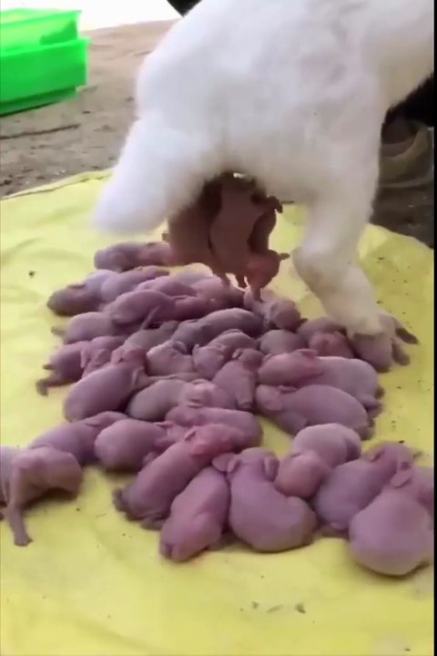 Sacred Moments Of Animals.