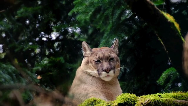 12 Disturbing Appalachian Trail Encounters Caught on Camera