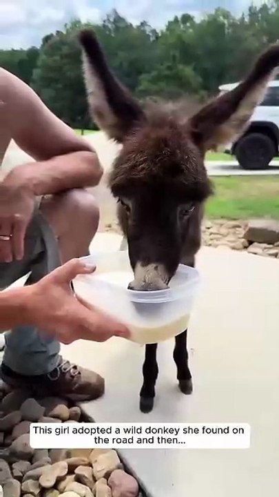 A wild donkey followed a girl all the way home,  watch till end