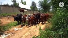 Os animais mais fofos do mundo N•269