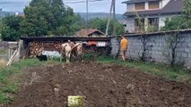 Travail d'une paire de vaches Ferrandaise au cultivateur