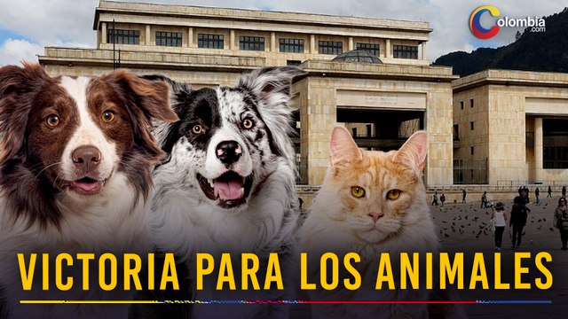 Corte Constitucional revoluciona el Código de Ética veterinaria: animales ya no son simples objetos