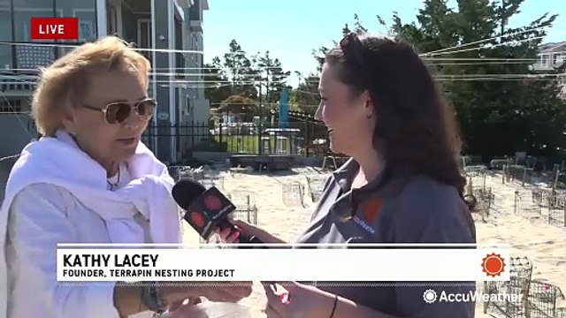 Tiny turtle hatchlings journeying from sand to sea