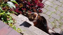 Pure Happiness 😺 My Cat Owning the Sunny Backyard #shorts #cats #funny #funnycats #Cutecats #adorableanimals #viralcats