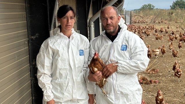 Ces éleveurs obligés de tuer leurs 8200 poules pour une poussière contenant de la salmonelle