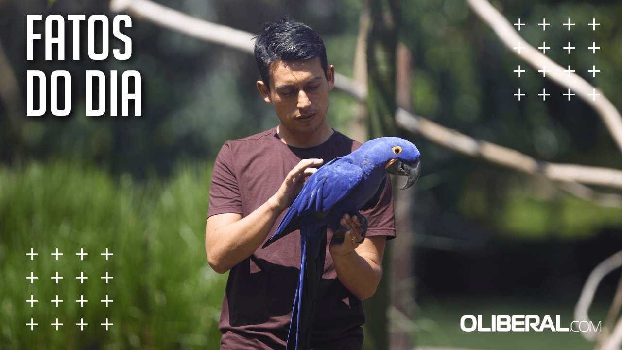 Plástico no meio ambiente pode ser fatal para aves