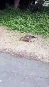 Les oies cendrées ont leurs panneaux signalétiques à La Rochelle