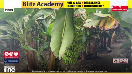 തെങ്ങും വാഴയും സമൃദ്ധമായി വളരുന്ന സലാല