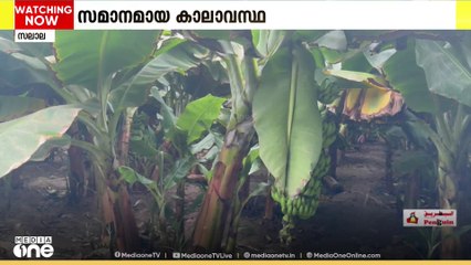 തെങ്ങും വാഴയും സമൃദ്ധമായി വളരുന്ന സലാല