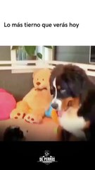 Un abrazo por favor 🐕