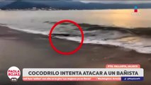Cocodrilo intenta atacar a un bañista en Puerto Vallarta | DPC con Paola Rojas