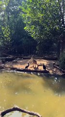 Kangaroo diaries only in Australia 🇦🇺