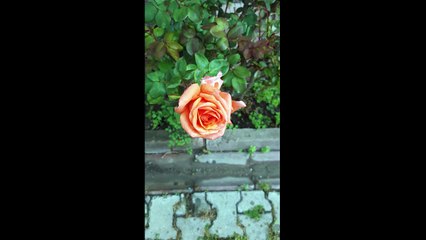 Türkülerle Türkiye - Edirne - Yüksek Yüksek Tepelere