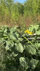 ma vie de village, mon travail quotidien