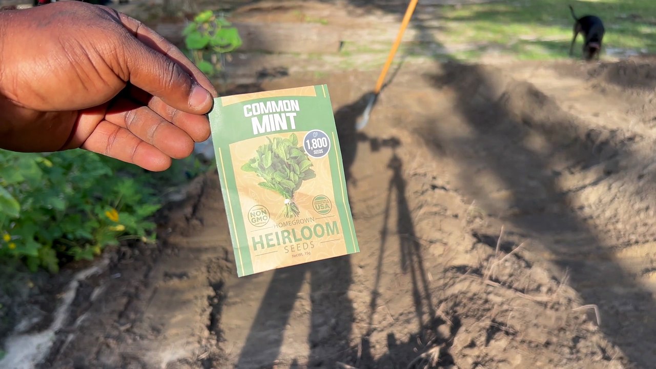 HOME GROWN   Common Mint Seeds