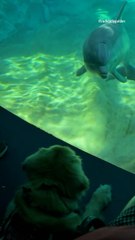 Golden Retriever Service Dog Has 'Purest Interaction' with Curious Dolphins
