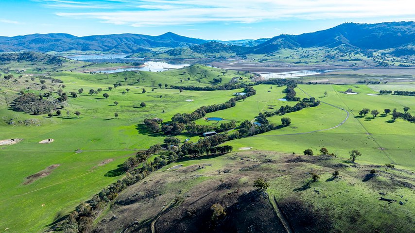 Blue ribbon cattle grazing at Barcoo Ridge overlooking Lake Hume ...