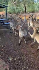 Kangaroo diaries only in Australia 🇦🇺