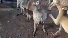 Kangaroo diaries only in Australia 🇦🇺
