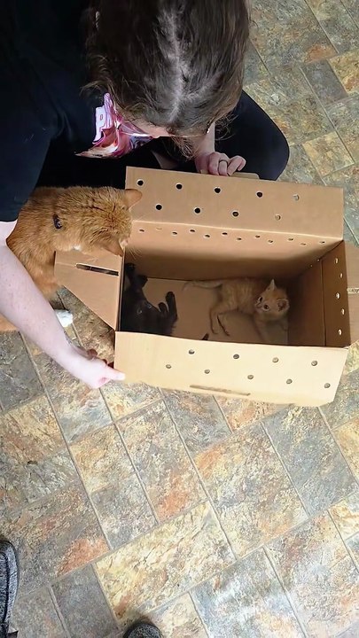 When your cat realizes she’s no longer an only child…