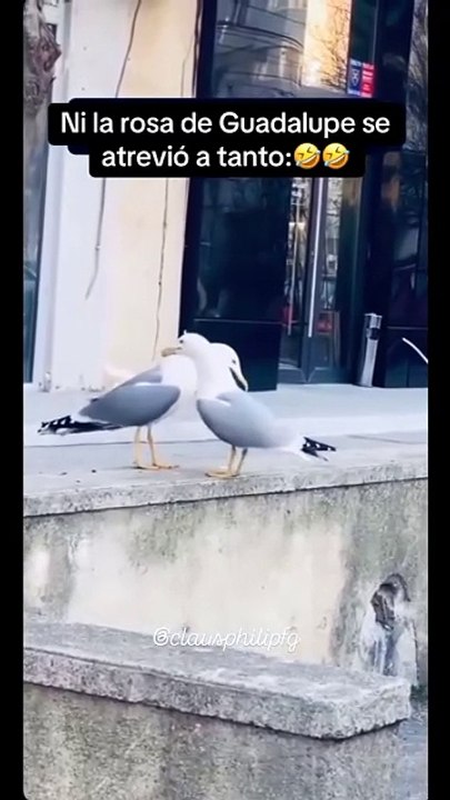 Gaviotas