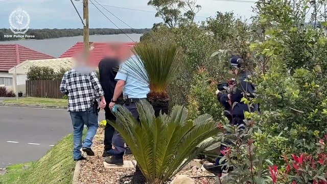 Alleged plant thief nabbed during Lake Heights raid