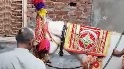 बागपत में घोड़ी के बच्चे के जन्म पर मना जश्न