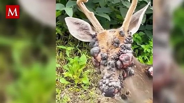 ¿Es contagioso? Ciervos con extrañas protuberancias causan alarma: esto dicen los expertos