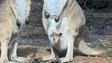 Kangaroo diaries only in Australia 🇦🇺