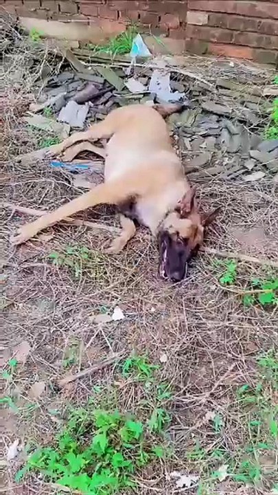 smart 👍 dog