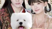 puppy love in the palace chinese drama