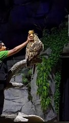 Owl Turning it's head 270 degrees