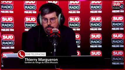 "Je n'ai jamais vu ça en 30 ans" : Une attaque de loup filmée en direct en Savoie