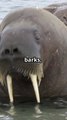 What Do These Walrus Sounds Mean? 🦭🔊 | Animal Vised