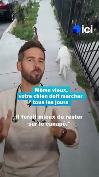 Même vieux, votre chien doit marcher tous les jours - Les conseils du véto