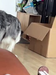 🐶 Border Collie vs Golden Shaded Cat 🐱 | Daily Funny Pet Vlog