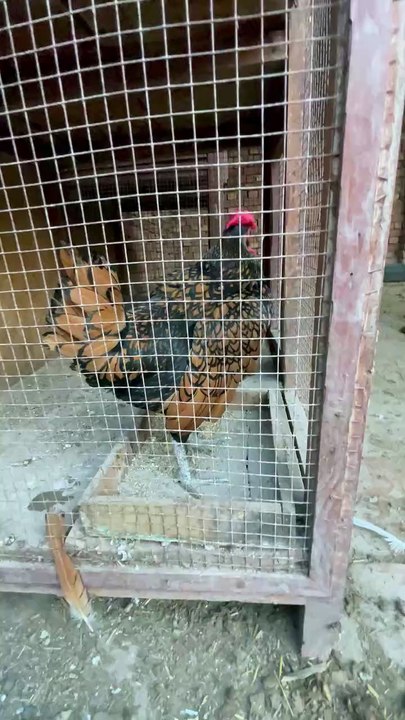 Pets Life #petslife #Viral #Funny #beauty