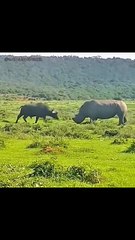 Rhino vs Wild Animals 🦏 Epic Wildlife Battles in Nature
