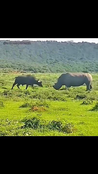 Rhino vs Wild Animals 🦏 Epic Wildlife Battles in Nature
