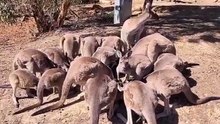 Kangaroo diaries only in Australia 🇦🇺