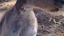 Kangaroo diaries