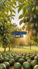 health benefits of avocado 🥑