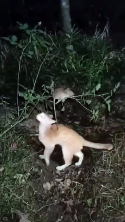 tom and jerry 🤣