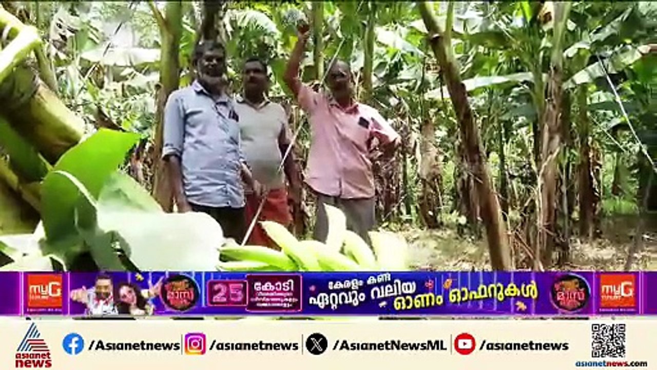 ഓണകാലമായിട്ടും ഏത്തക്കായ്ക്ക് വില ഉയരുന്നില്ല; കർഷകർ ദുരിതത്തിൽ