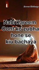 Oont Aur Nabi Paak ﷺ Ka Waqiya Sabr Aur Rehmat Ki Dastaan
