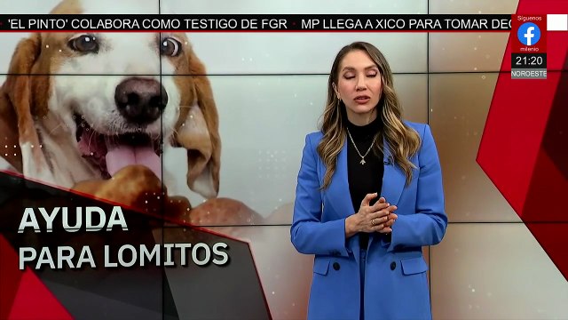Croquetón 2025 recibe donaciones para mascotas en Ciudad de México