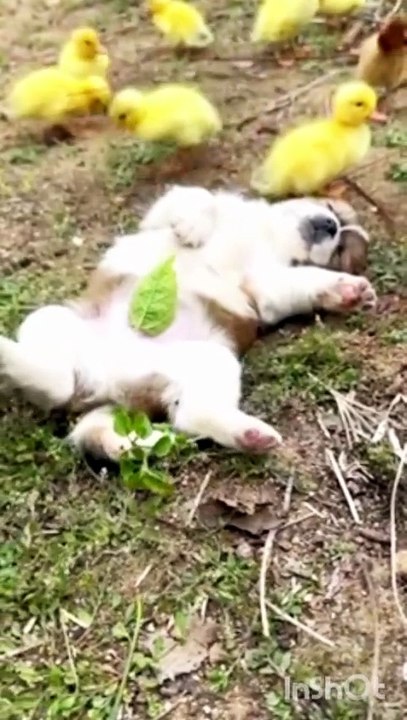 Funny video